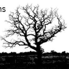 Dying bush logo header1.large